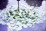WaterLiliesBotanicalGardensJan1967.jpg